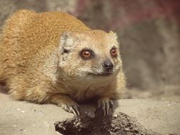 portrait of Cute yellow meerkat