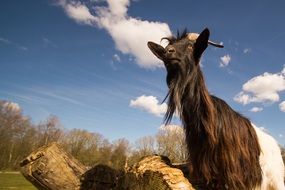 black goat stands on a tree trunk
