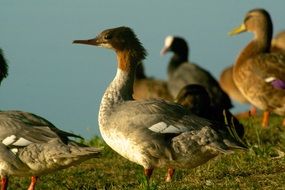 waterfowl on the green shore