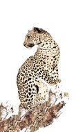 leopard image is printed on fabric