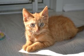 relaxed red tabby kitten