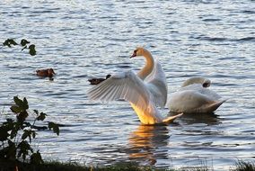 Swan spreads her wings in the water