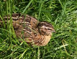 quail in high green grass