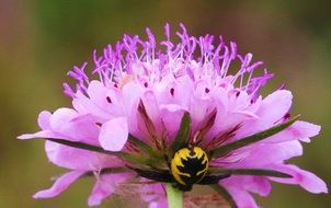 charming filigree purple flower