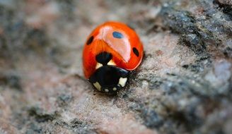 ladybug is a red beetle