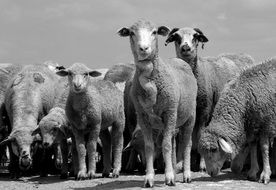 flock of sheep black and white