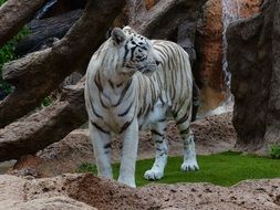 wild white bengal tiger