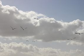 Sky Birds