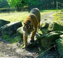 Sumatran Tiger