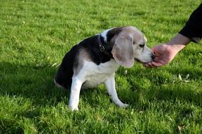 Feeding puppy with hands