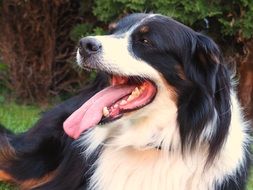 Cute colorful herding dog among the plants