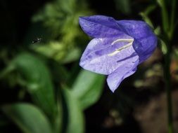 blue bell flower