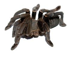 tarantula on white background