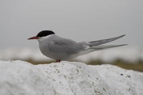 photo portrait of river tern