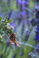 big spider in the white cobweb closeup