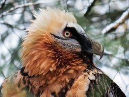 Harpie in captivity, head close up