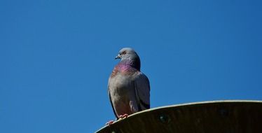 dove on the roof against the blue sky