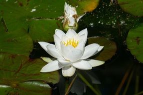 white water lily flower on a pond