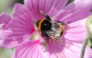 insect on pink mallow