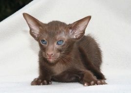 Cute little cat with big ears in brown color
