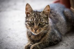 sad Cat close-up on blurred background