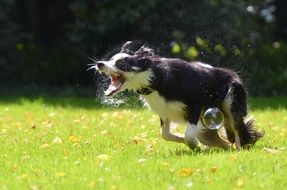 frisky dog playing with soap bubbles