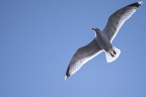 bottom view of the seagull in flight