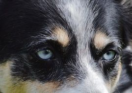 cute lovely Husky Eyes