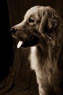 profile portrait of a dog