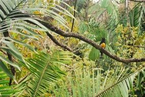 birds on the branches in the jungle