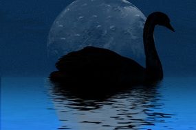 black silhouette of a Swan drawing