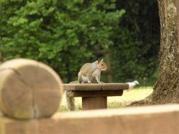 squirrel on a table near a tree on a blurred background