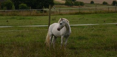 White horse on the pasture of the ranch