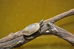 Wildlife Turtle