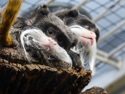 emperor tamarin Monkey, two babies faces close up