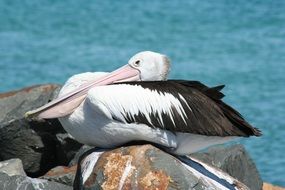 Pelican Sydney