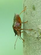 insect with red legs on a stone wall