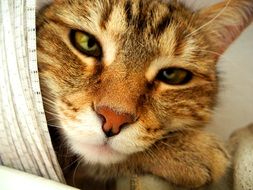 Cat face with green eyes and pink nose