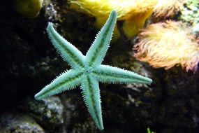 blue Starfish Sea