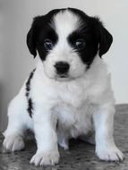 Sweet Puppy