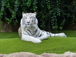 White Bengal Tiger lays on lawn