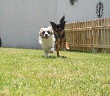 picture of the dogs in a garden