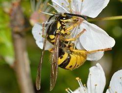 wasp on the flowering tree in spring close-up on blurred background