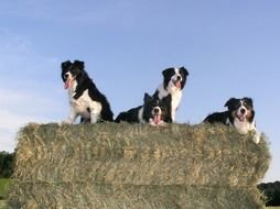 four border collie on a haystack