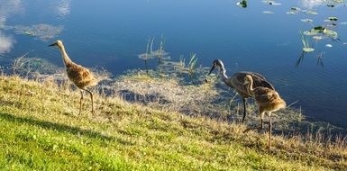 SandHill Cranes baby and parents