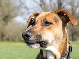 Portrait of doggy