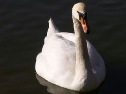 white swan on the water of the pond