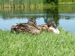 two ducks are sleeping by the lake