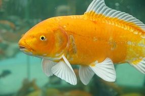Goldfish swims in big aquarium