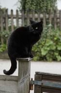 black cat sitting on the wooden post